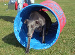Klicka på bilden så kan du se den större Agility