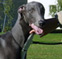 Klicka på bilden så kan du se den större Blue-Dream's Moonlight Shadow 5 mån