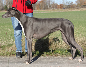 Klicka på bilden så kan du se den större C.I.B SE DK FI Ch Blue-Dream's Moonlight Fairytale