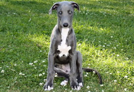 Blue-Dream's Moonlight Shadow