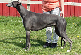 SE UCH, DK CH Blue-Dream's Moonlight Fairytale