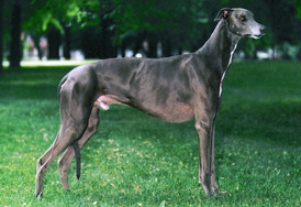 Blue-Dream's Soldier-Blue