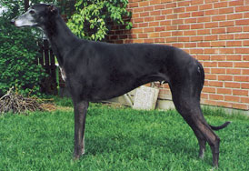 Kazimirez Black Khaliff