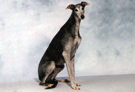 Kazimirez Blue-Dream