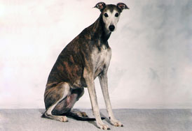 S Ch Kazimirez Heaven And Hell