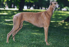 Blue-Dreams Guns'n'Roses