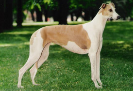 Blue-Dreams Enola Gay