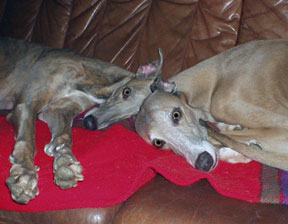 Blue-Dream's Rejoice och Blue-Dream's Guns'n'Roses