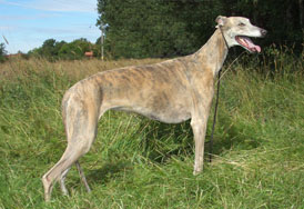 Blue-Dream's Rejoice