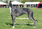Blue-Dream's Moonlight Dancer 2 years