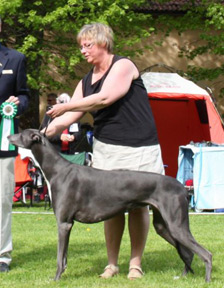 Blue-Dream's Moonlight Fairytale