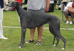 Blue-Dream's Moonlight Dancer 2 years